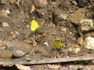 07 Papillon A Kpalime